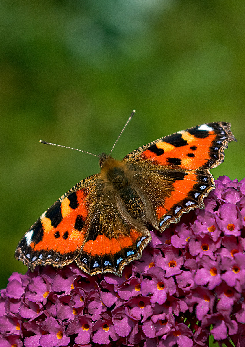 Tortoiseshell Butterfly