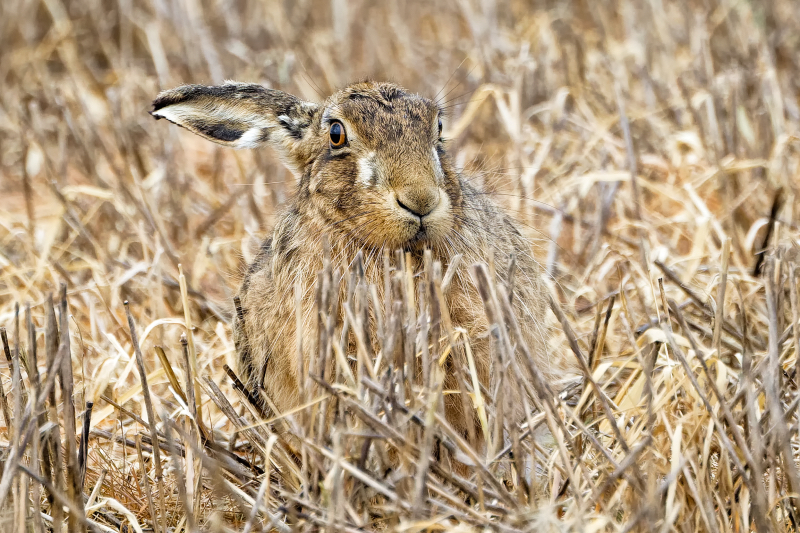 Brown hare