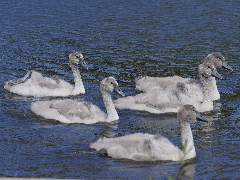 Cygnets