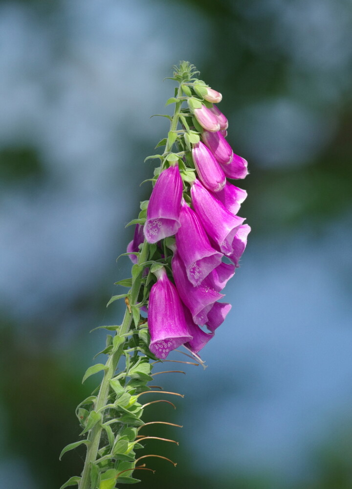 Foxglove