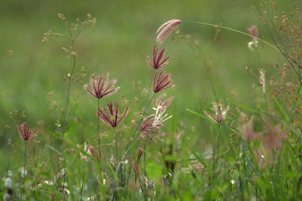 grass