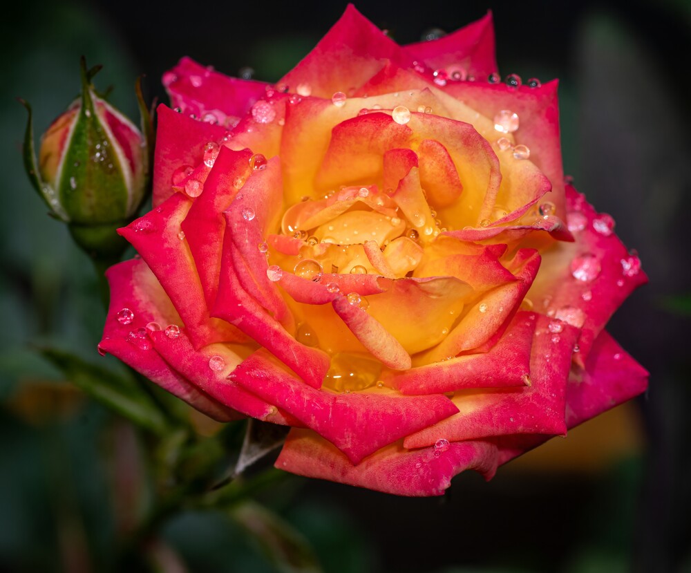 First Rose