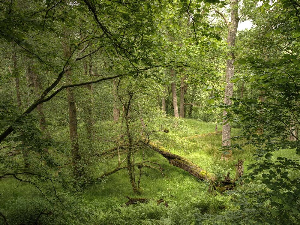 Lush greens