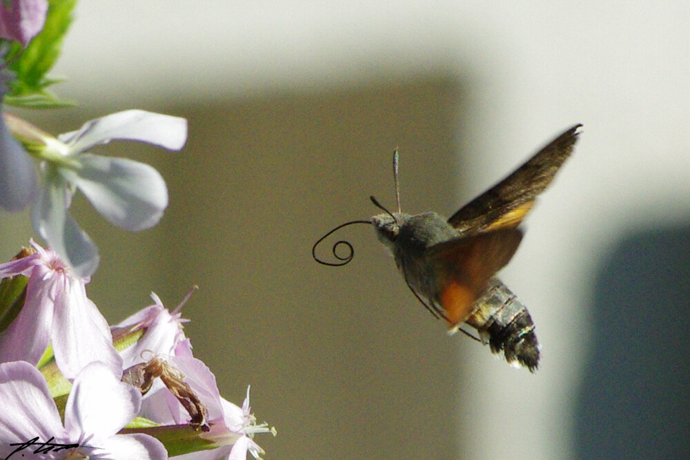 Moth in flight