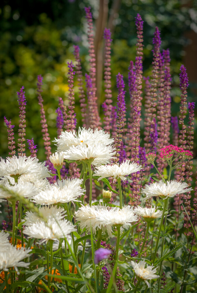 Summer flowers