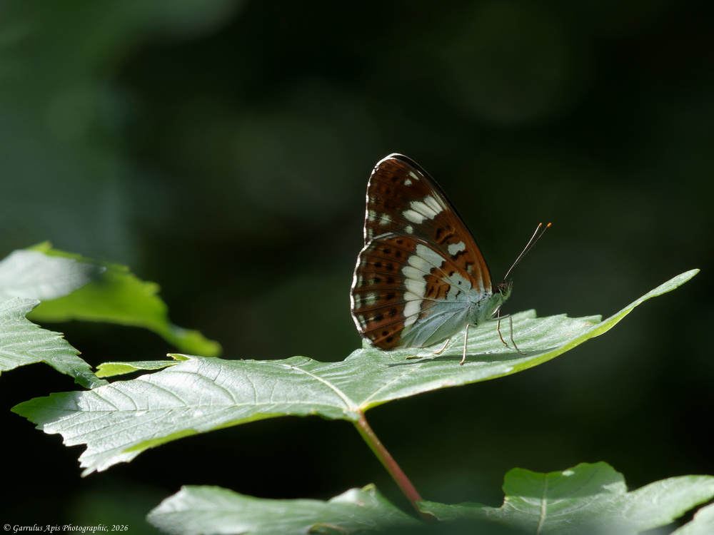 White Admiral Butterfly