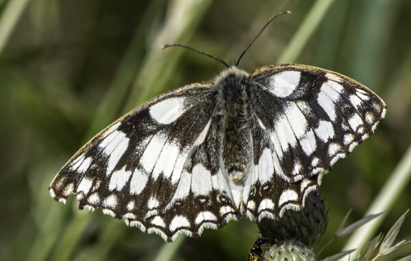 Marbled White