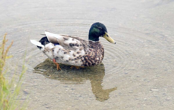 a Donald