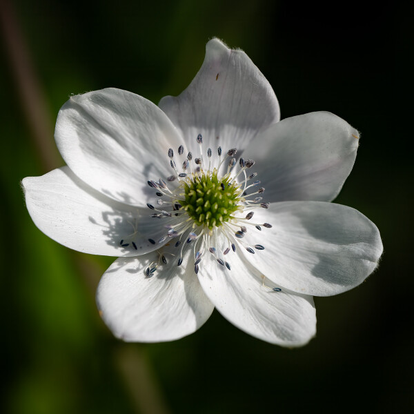 Anemone