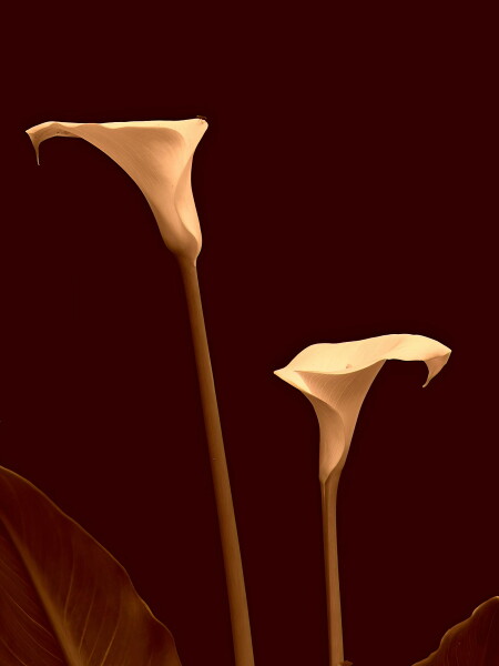 Arum lilies in Sepia