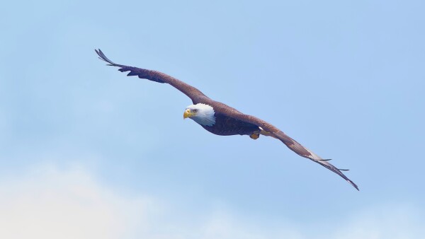 Bald Eagle