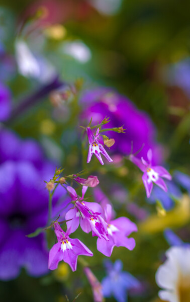 Bedding Plants