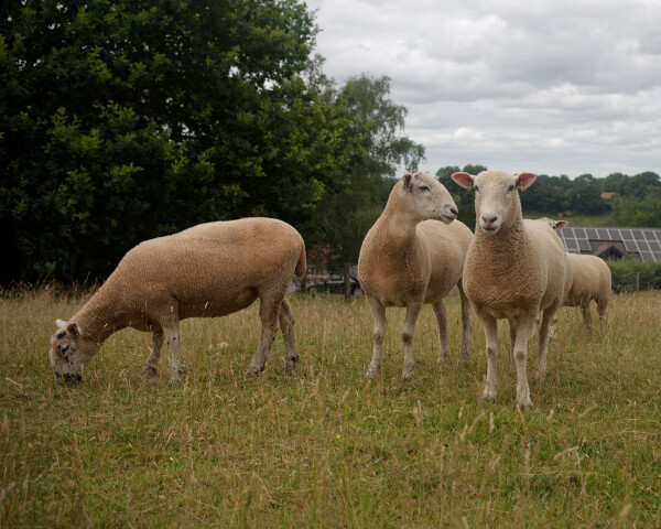 Bold Ewe's