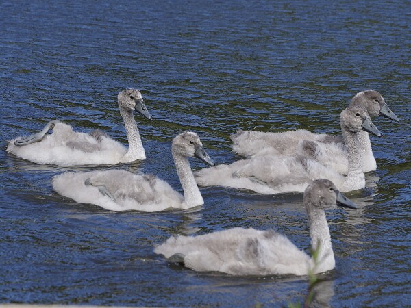 Cygnets