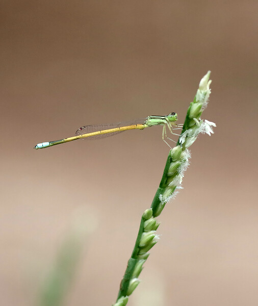 Damselfly