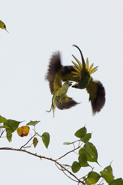 flight fight