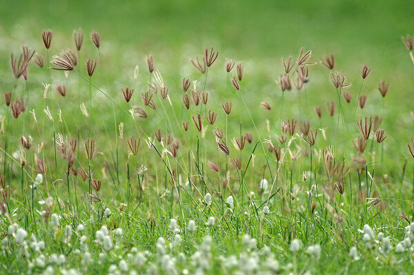 grass 2