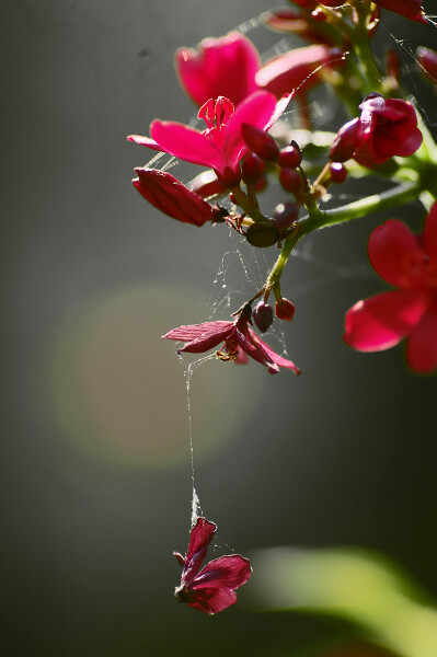 hanging...
