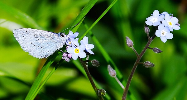 Holly Blue Butterfly