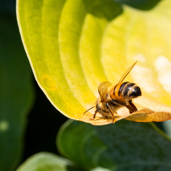 Honeybee is a honey!