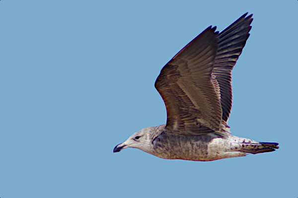 Immaature Kelp Gull