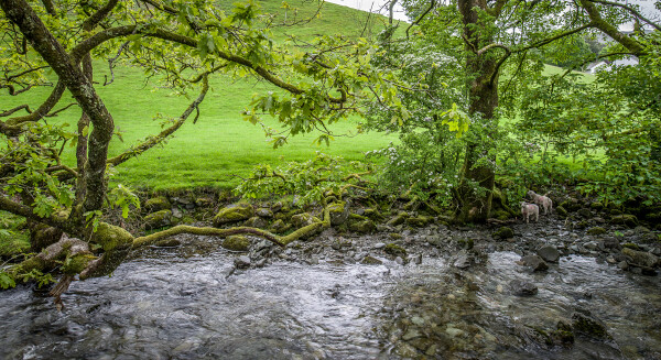 Lambs on the riverbank