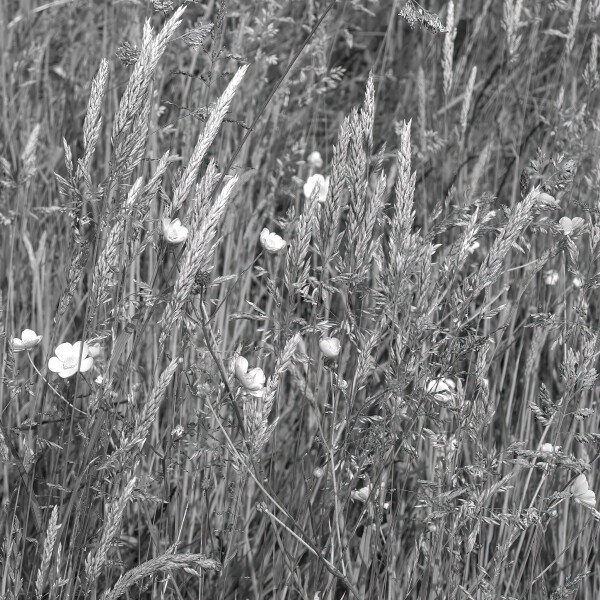 Meadow Buttercups and grasses