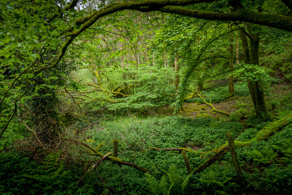 More Lush Greens
