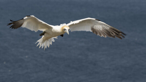 Northern Gannet