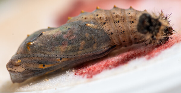 Painted Lady Beauty Sleep