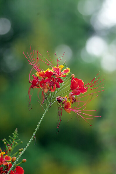 Red Bird of Paradise