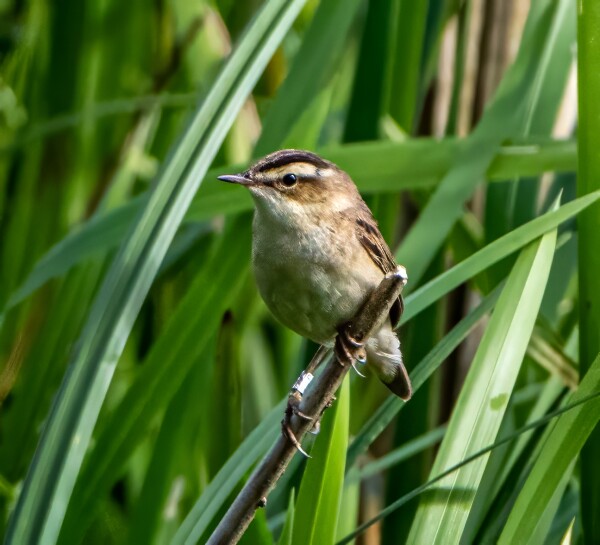 Sedge Warbler