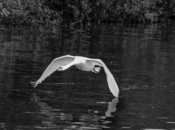Thames Flight Path Windsor
