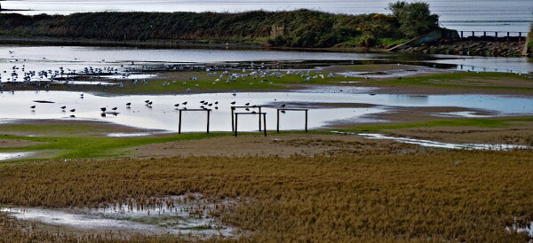 Wading Birds seeking Winter Shelter.