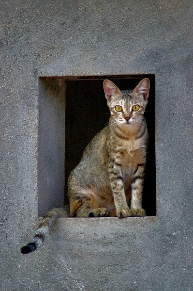 watchful