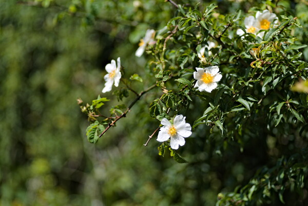 Wild Flowers.