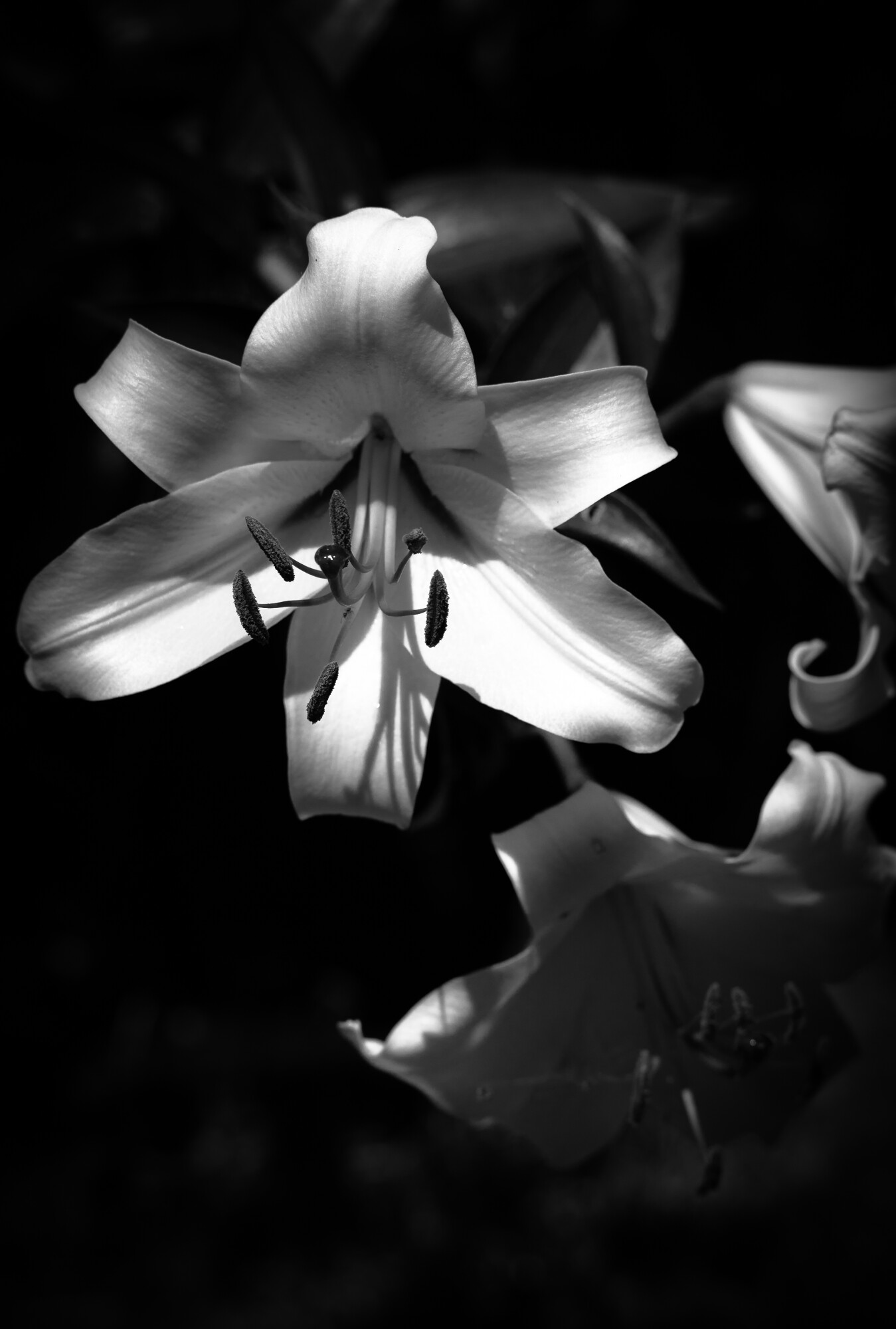 Another mono lily