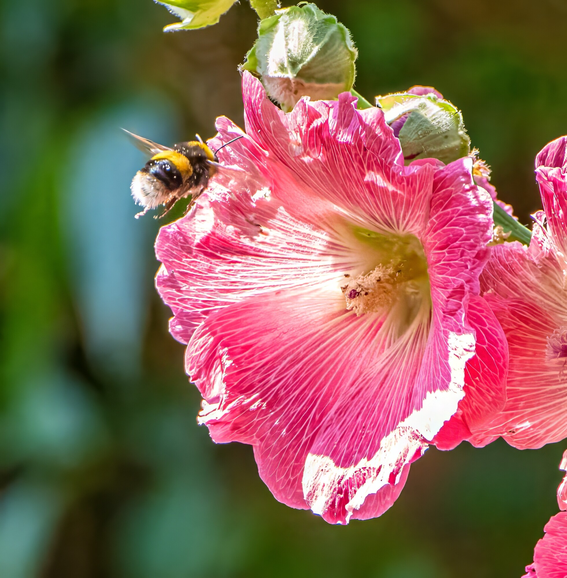 Bee & Hollyhock