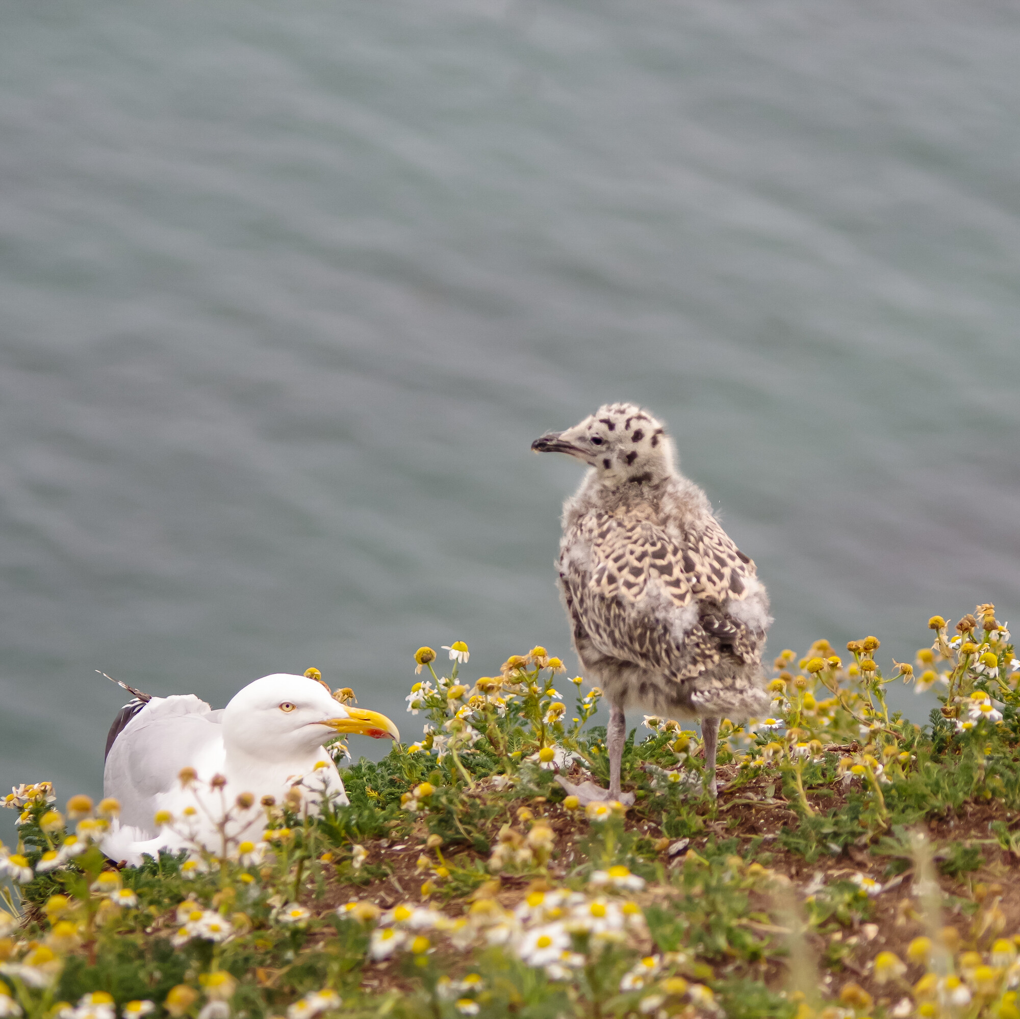 Cute chick