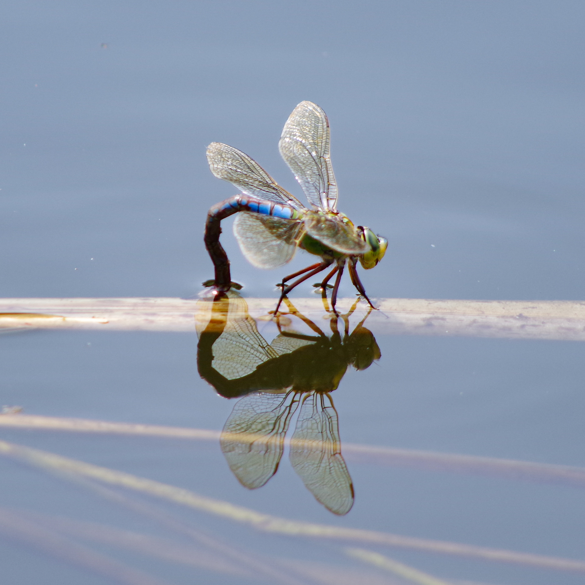 Emporer Dragonfly