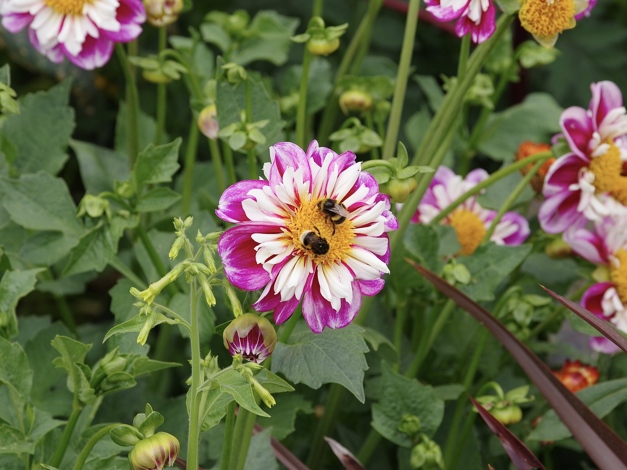Flowers at Kingston Lacey