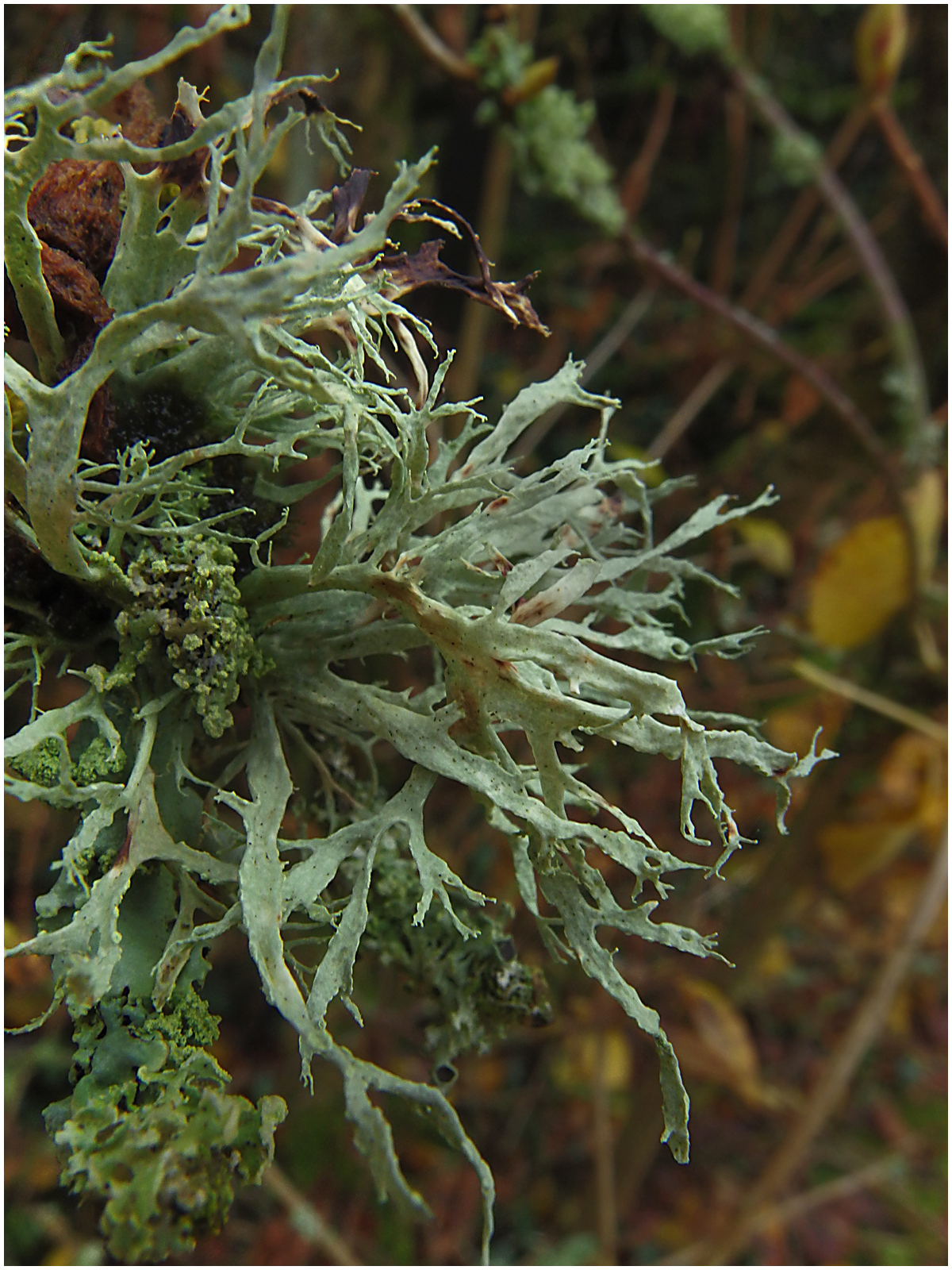 Ramaoimaceae Fungi