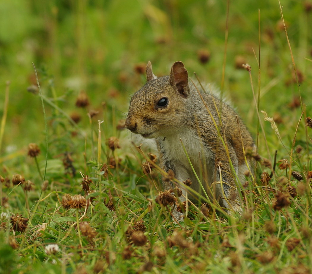 Squirrel with ant attached