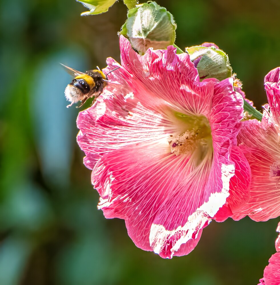 Bee & Hollyhock