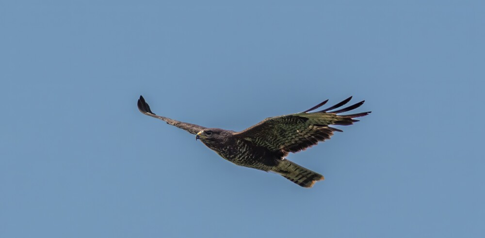 Buzzard ?
