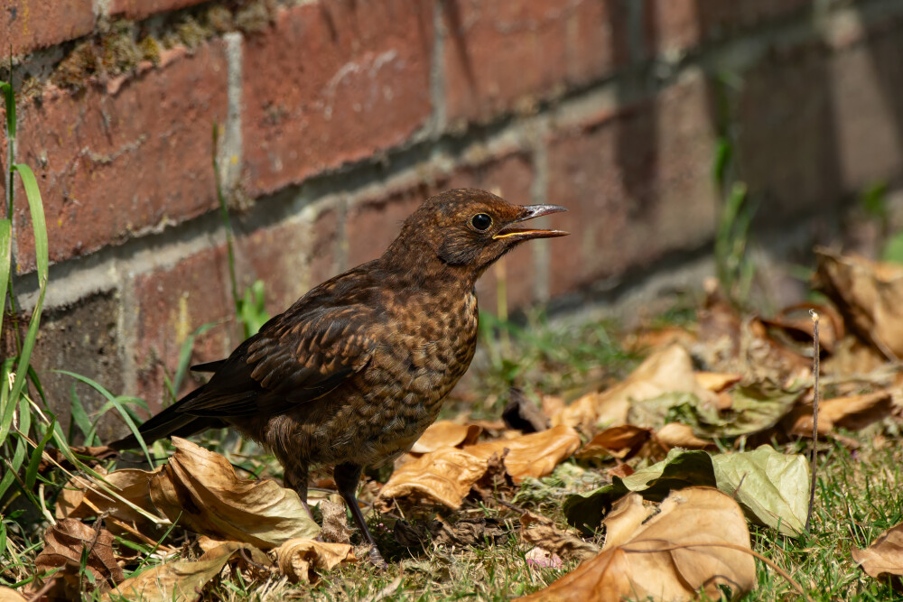 Juvenile Blackbird