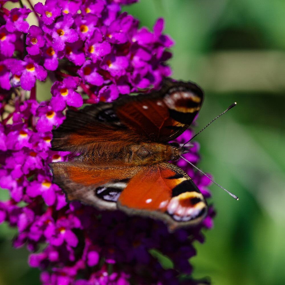 Peacock Butterfly