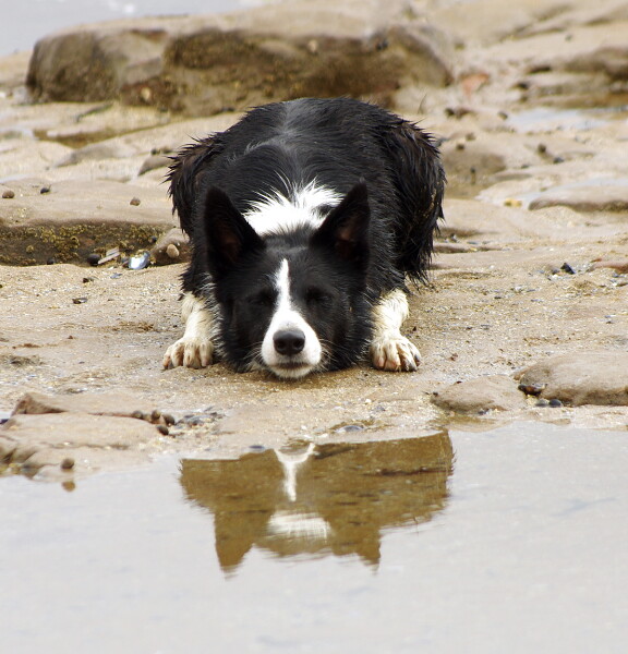 'Let Sleeping Dogs Lie'