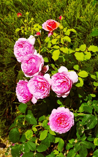 2026 07 04 Roses