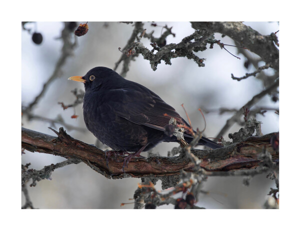 A Blackbird